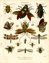 De zeven ordes van insecten
