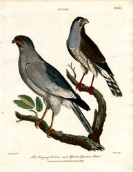 De zingende valk en Afrikaanse sperwer