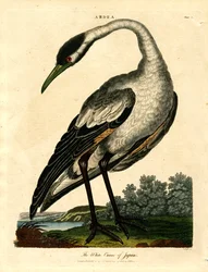 De witte kraanvogel van Japan