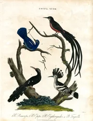 Upupa en Yunx (Hop en Wryneck)
