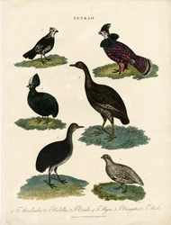 Diverse soorten korhoenders (Tetrao)