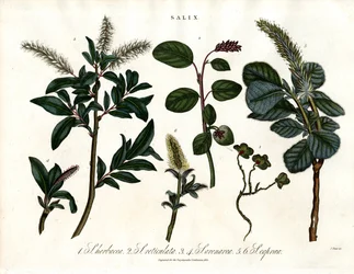 Diverse wilgensoorten (Salix)