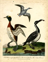Watervogels - Zeekoet, Geoorde Fuut en Noordse Duiker