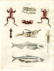 Zoölogische Anatomische Illustraties (Plaat 5)
