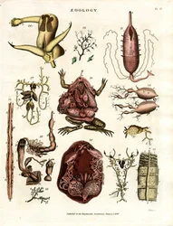 Dierkunde Pl. II: Anatomische illustraties van verschillende dieren en organen