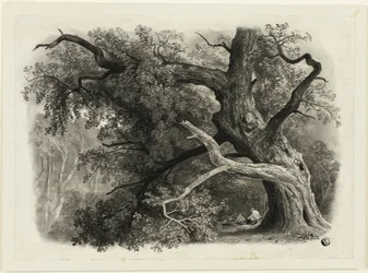 Oude Boom in de Billah - Sherwood Forest