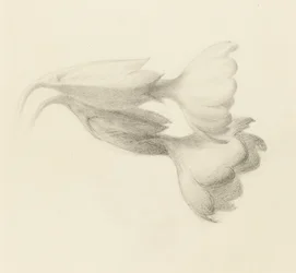 Sleutelbloem Klokken, waarschijnlijk 1871