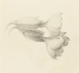 Sleutelbloemklokken, waarschijnlijk 1871