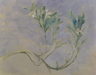 Studie van een takje van een mirteboom, c.1877