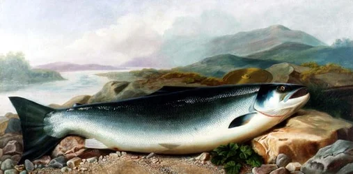 Stilleven van een Zalm aan een Rivieroever in een Bergachtig Landschap