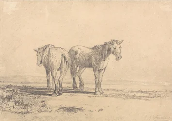 Twee oude paarden in een veld
