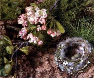 Een vogelnest en appelbloesem
