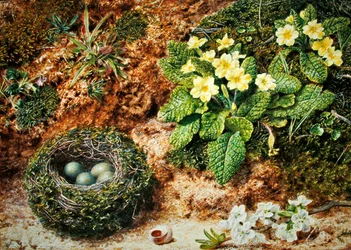 Vogelnest met sleutelbloemen