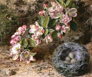 Bloesem en vogelnest