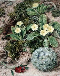 Sleutelbloemen en Nest