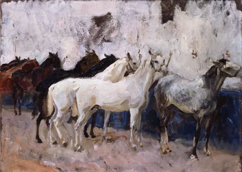 Paarden in Palma, Mallorca, Spanje, 1908