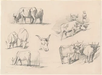 Studies van Vee