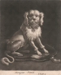 Een Kleine Hond met een Belkraag