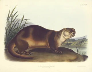 Canadese Otter-Mannetje