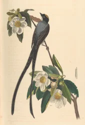Vorkstaartkoningstiran, Gordonia lasianthus, 1840-44.
