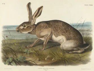 Texaanse Haas, 1848