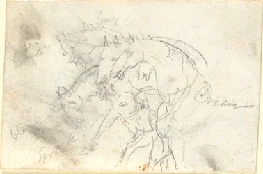 Paarden