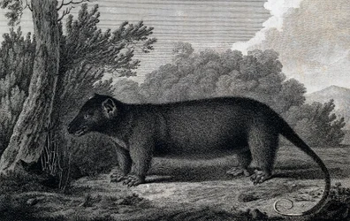 Opossum, gravure naar tekening door John Webber (1750-1793) gemaakt tijdens de derde reis van James Cook