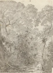 De waaierpalm van Krakatau