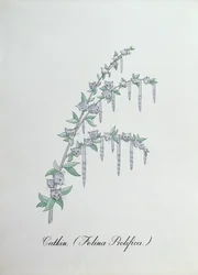 Katje (Felina Prolifica.), illustratie uit 