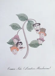 Gewone Noten. (Lunatica Marxbrosium), illustratie uit 