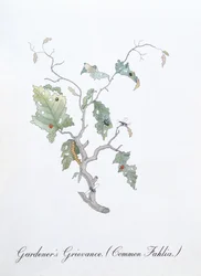 Tuinier