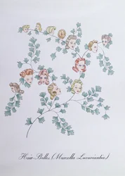 Hair-Belles (Marcella Luxuriantia), illustratie uit 