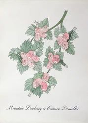 Bergdauwbes of Crimson Drambler, illustratie uit 
