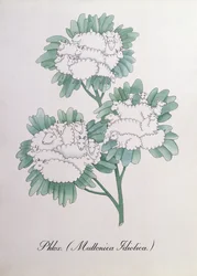 Phlox. (Muttonica Idiotica), illustratie uit 
