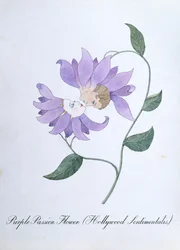 Paarse Passiebloem (Hollywood Sentimentalis), illustratie uit 