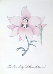De Bijenlelie (Lillium Satirica.), illustratie uit 