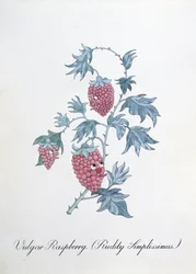 Vulgaire Framboos (Rudity Simplissimus), illustratie uit 