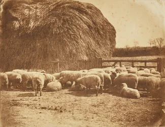 [Schapen in een hok].