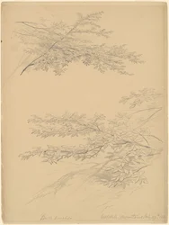 Berkentakken, Catskill Bergen