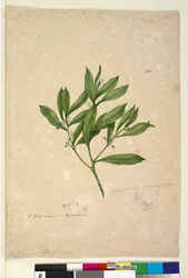 Pagina 101. Myoporum acuminatum