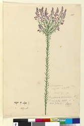 Pagina 105. Comesperma ericinum
