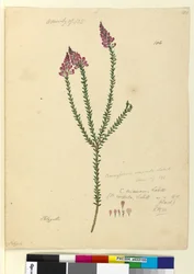 Pagina 106. Comesperma ericinum