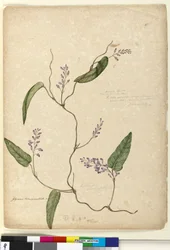 Pagina 107. Glycine bimaculataGlycine tabacina?