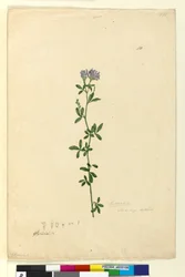 Pagina 110. Medicago sativa