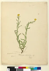 Pagina 119. Helichrysum apiculatumChrysocephalum apiculatum