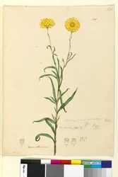 Pagina 121. Elichrysum bracteatum