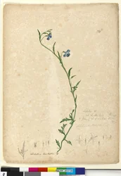 Pagina 130. Lobelia hostataLobelia gracilis