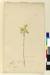 Pagina 136. Diuris aurea