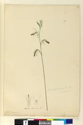 Pagina 137. Cryptostylis longifolia