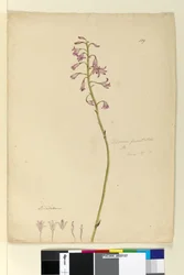 Pagina 139. Dipodium punctatum